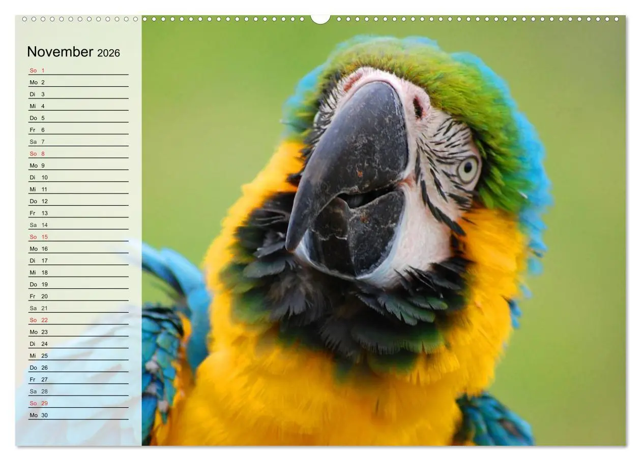 Bild: 9783457999974 | Papageien. Bunt, laut und klug (Wandkalender 2026 DIN A2 quer),...