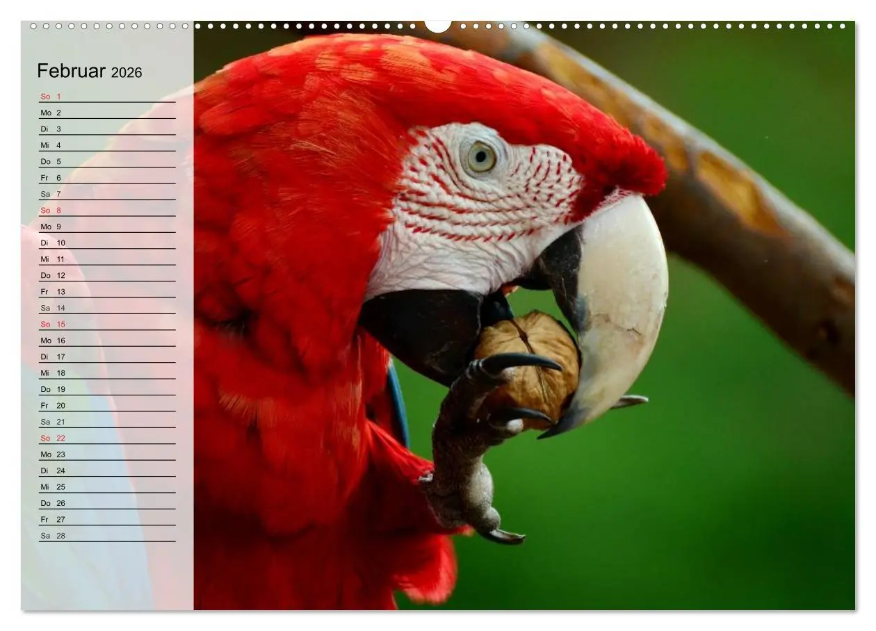 Bild: 9783457999974 | Papageien. Bunt, laut und klug (Wandkalender 2026 DIN A2 quer),...