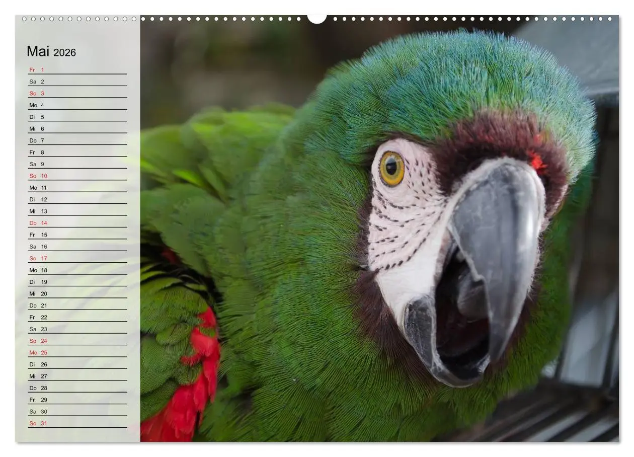 Bild: 9783457999974 | Papageien. Bunt, laut und klug (Wandkalender 2026 DIN A2 quer),...