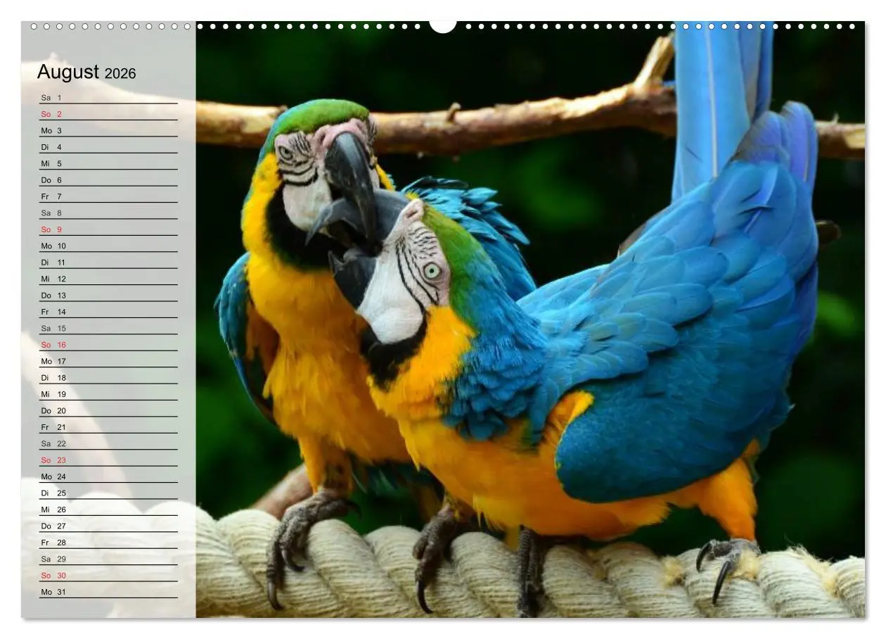 Bild: 9783457999974 | Papageien. Bunt, laut und klug (Wandkalender 2026 DIN A2 quer),...
