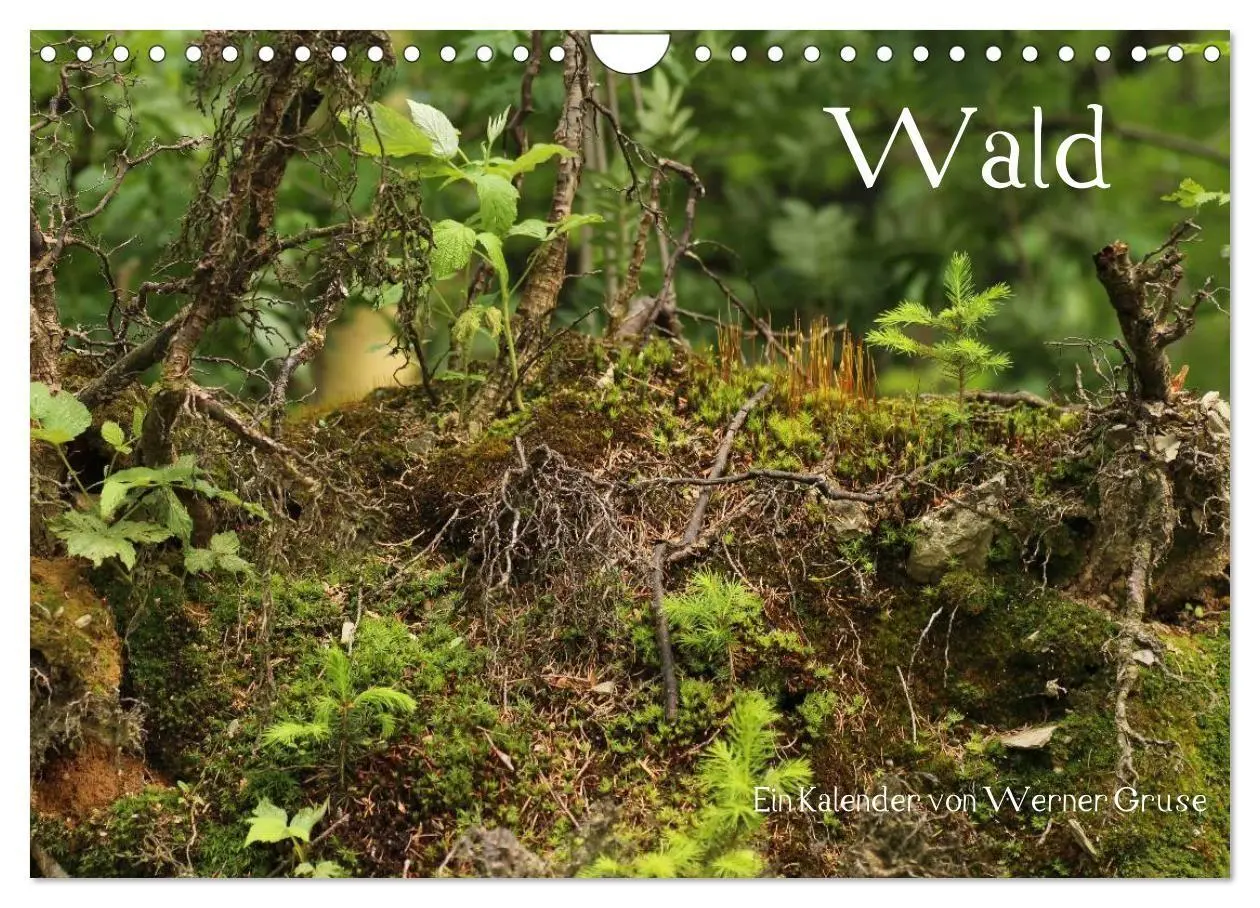 Cover: 9783594209974 | Wald (Wandkalender 2027 DIN A4 quer), CALVENDO Monatskalender | Gruse