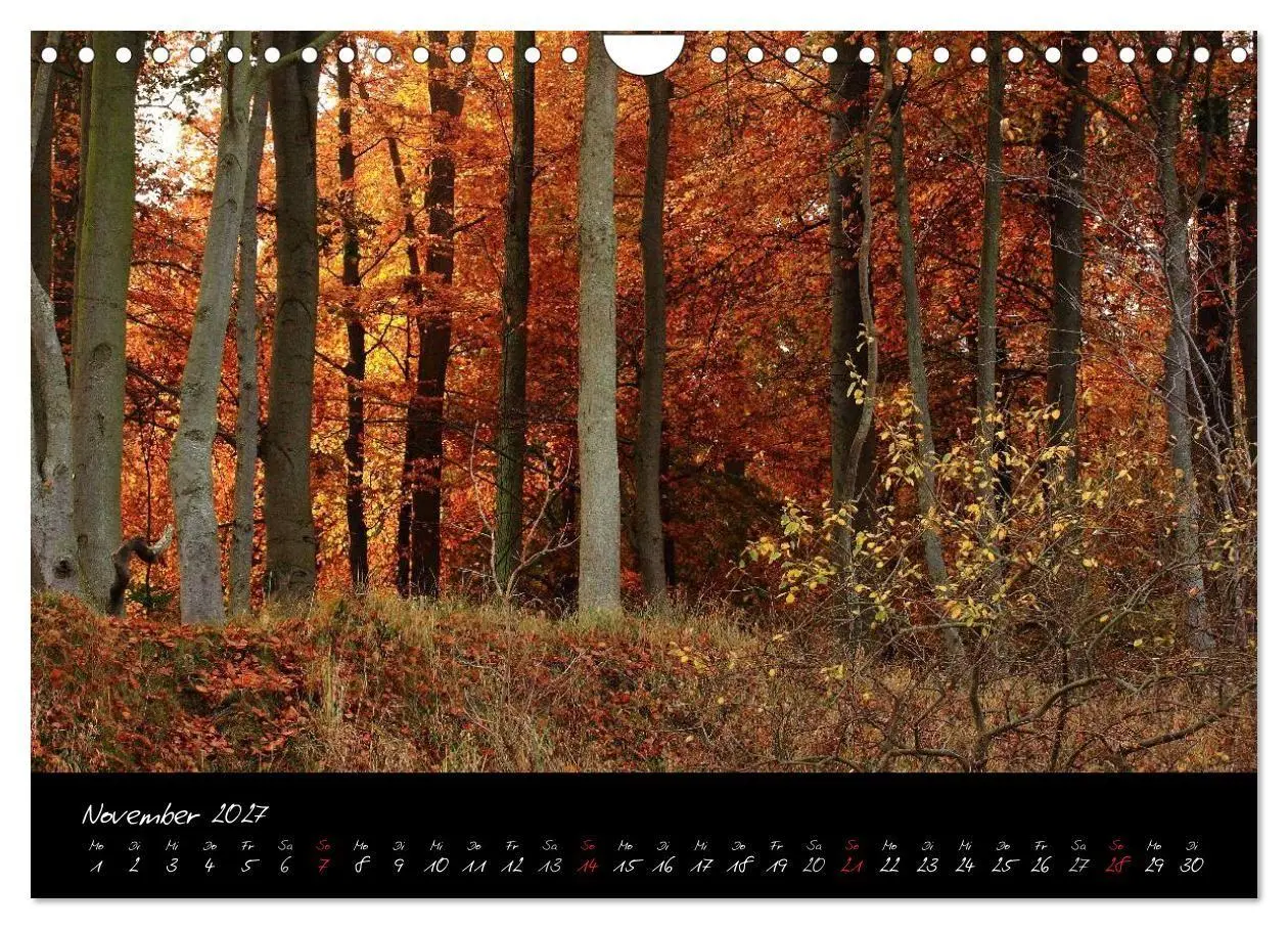 Bild: 9783594209974 | Wald (Wandkalender 2027 DIN A4 quer), CALVENDO Monatskalender | Gruse