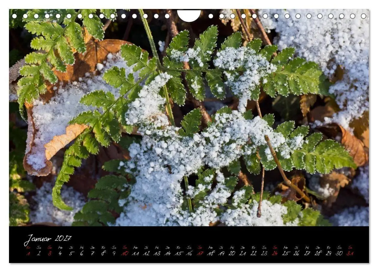 Bild: 9783594209974 | Wald (Wandkalender 2027 DIN A4 quer), CALVENDO Monatskalender | Gruse