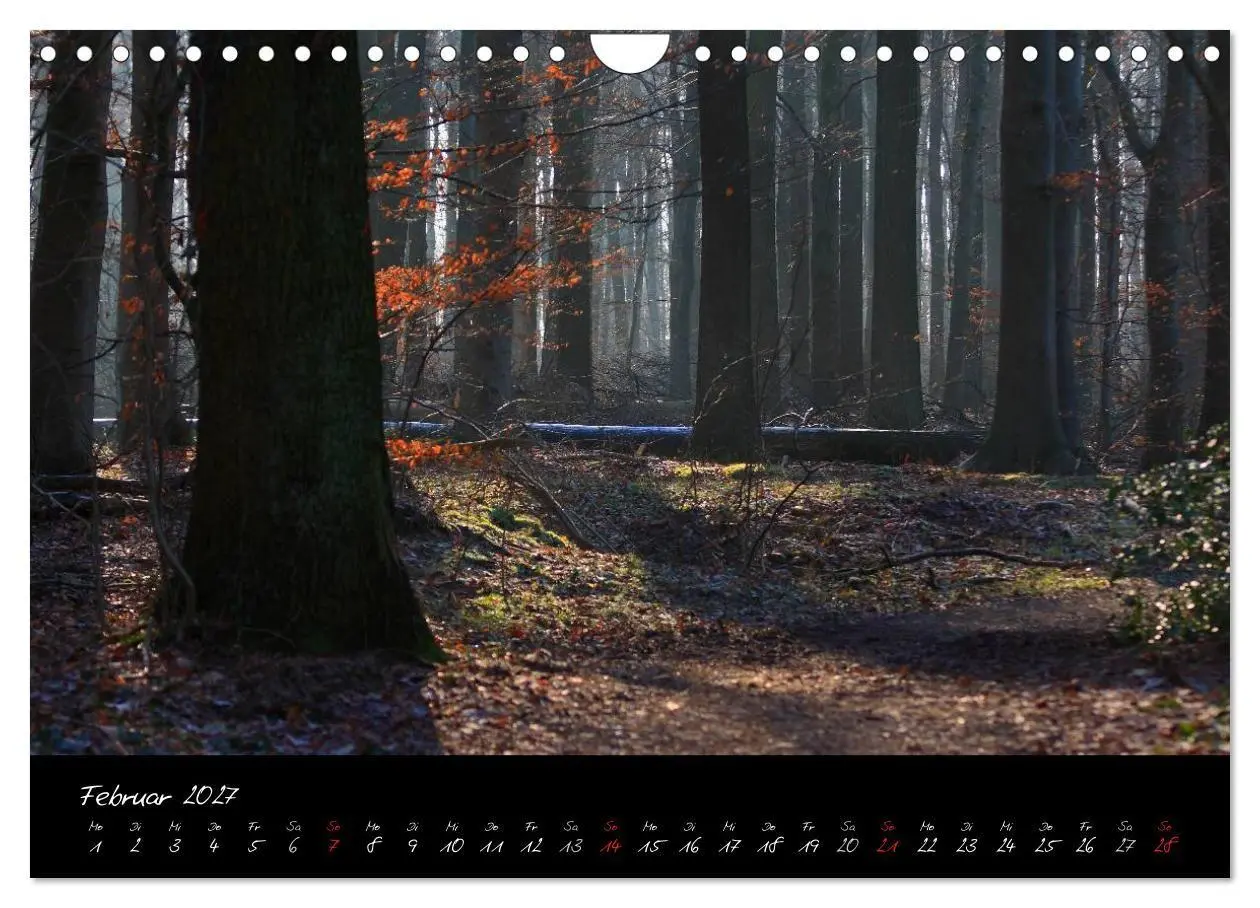 Bild: 9783594209974 | Wald (Wandkalender 2027 DIN A4 quer), CALVENDO Monatskalender | Gruse