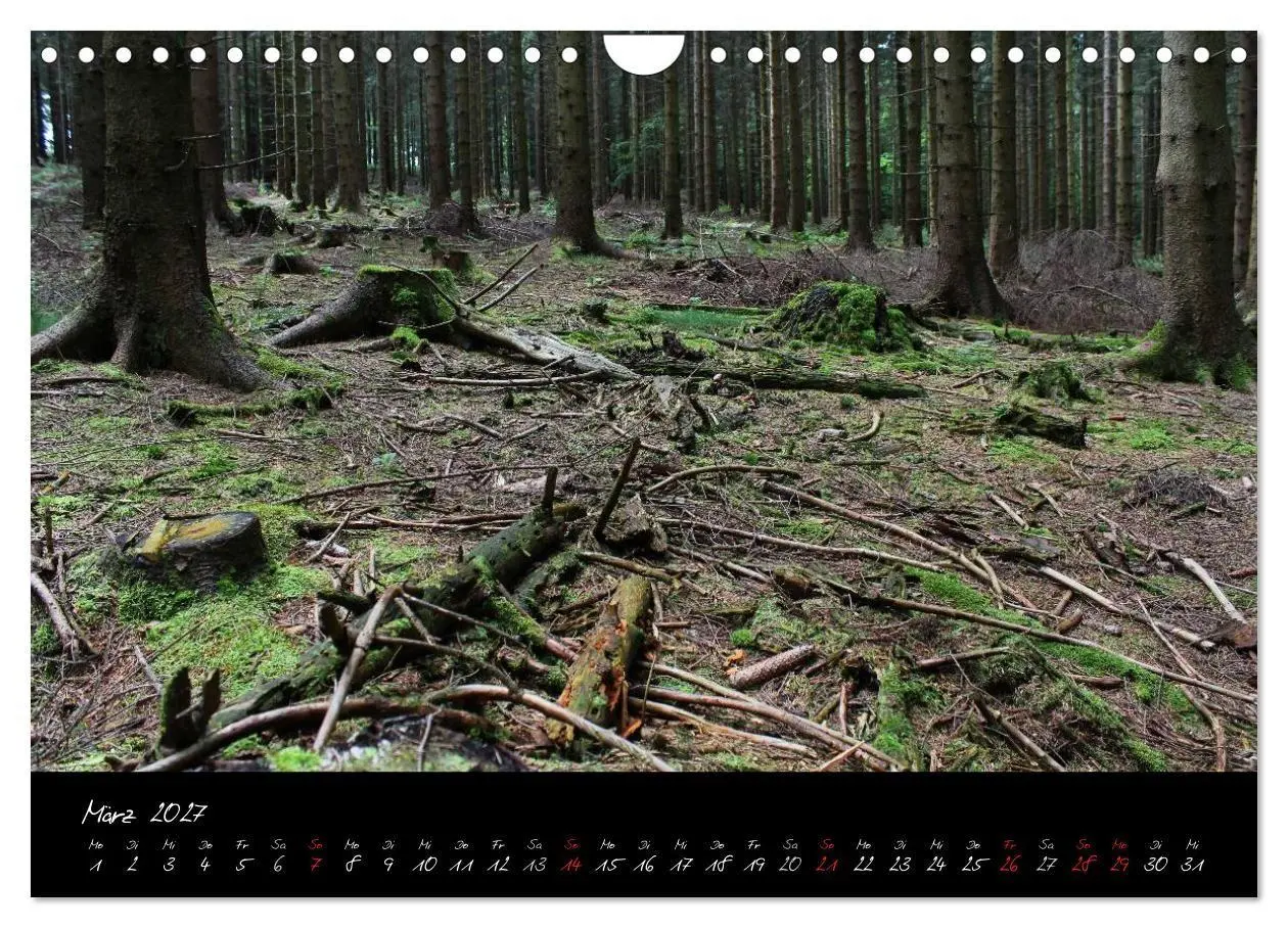 Bild: 9783594209974 | Wald (Wandkalender 2027 DIN A4 quer), CALVENDO Monatskalender | Gruse