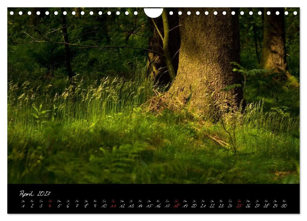 Bild: 9783594209974 | Wald (Wandkalender 2027 DIN A4 quer), CALVENDO Monatskalender | Gruse