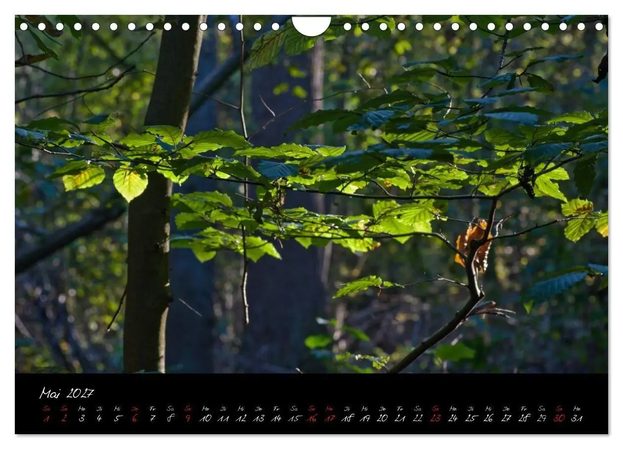 Bild: 9783594209974 | Wald (Wandkalender 2027 DIN A4 quer), CALVENDO Monatskalender | Gruse
