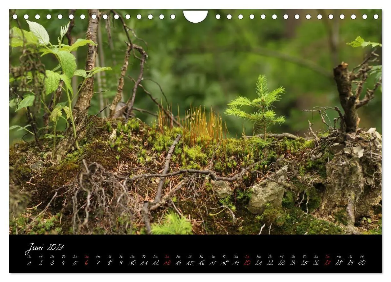 Bild: 9783594209974 | Wald (Wandkalender 2027 DIN A4 quer), CALVENDO Monatskalender | Gruse