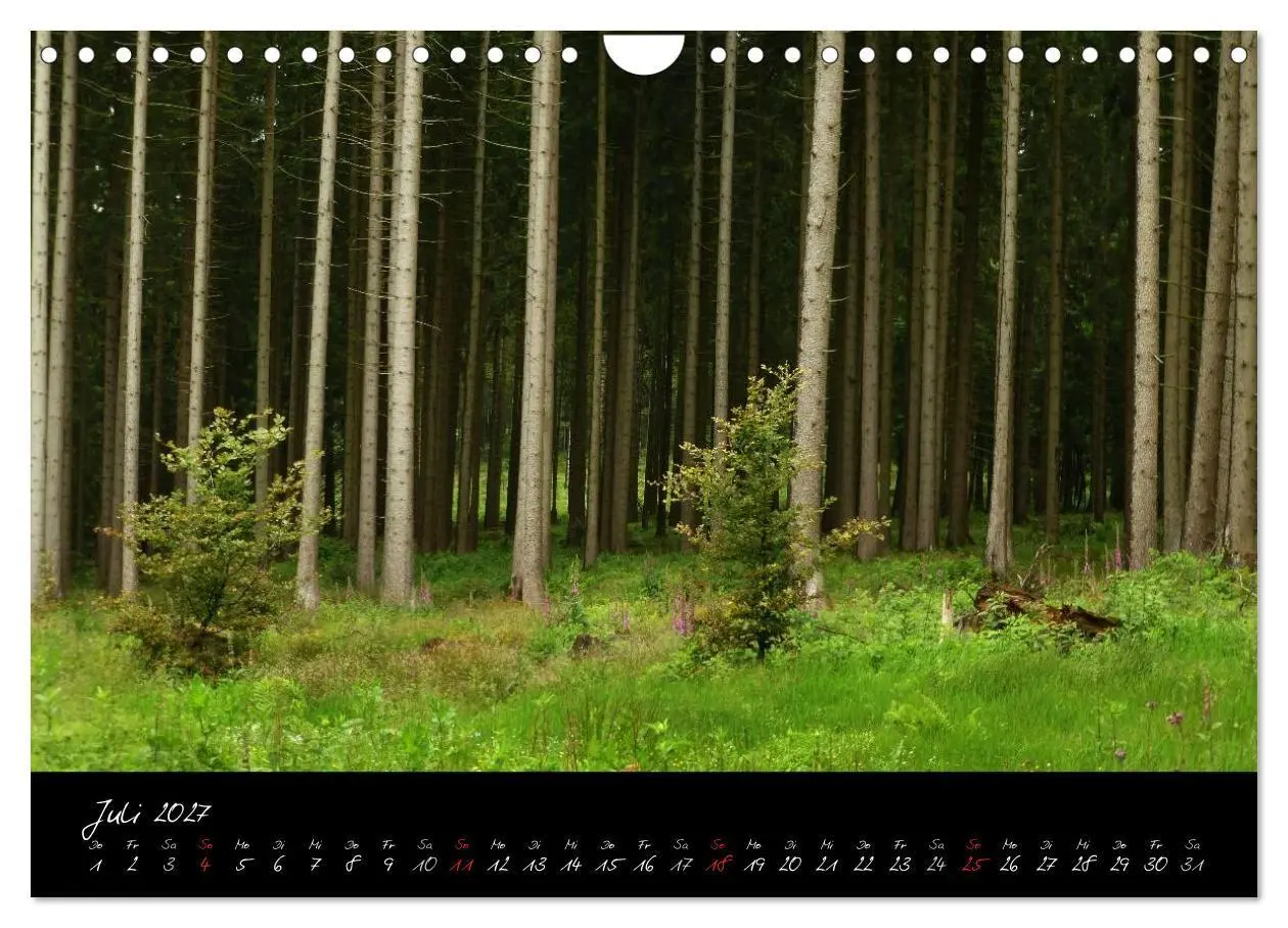Bild: 9783594209974 | Wald (Wandkalender 2027 DIN A4 quer), CALVENDO Monatskalender | Gruse