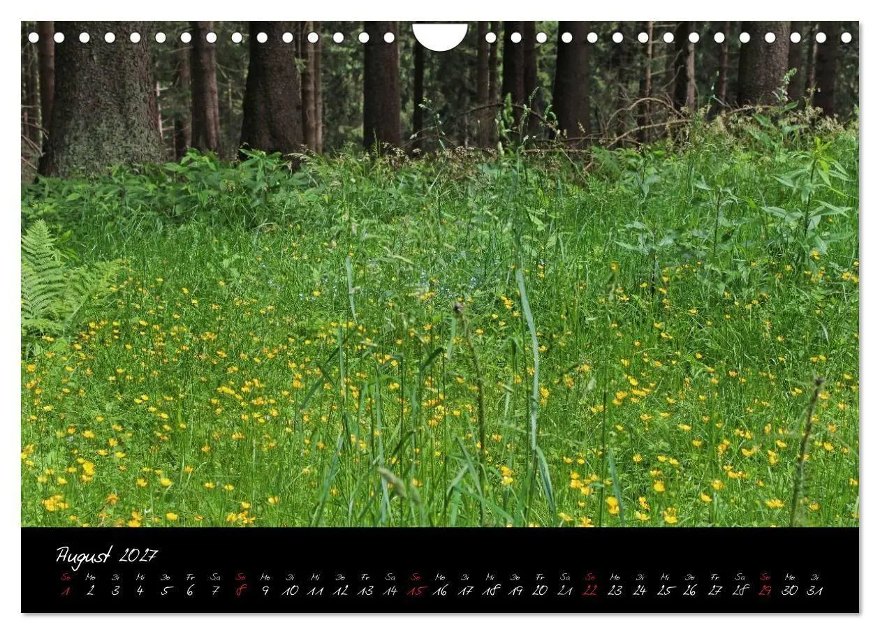 Bild: 9783594209974 | Wald (Wandkalender 2027 DIN A4 quer), CALVENDO Monatskalender | Gruse