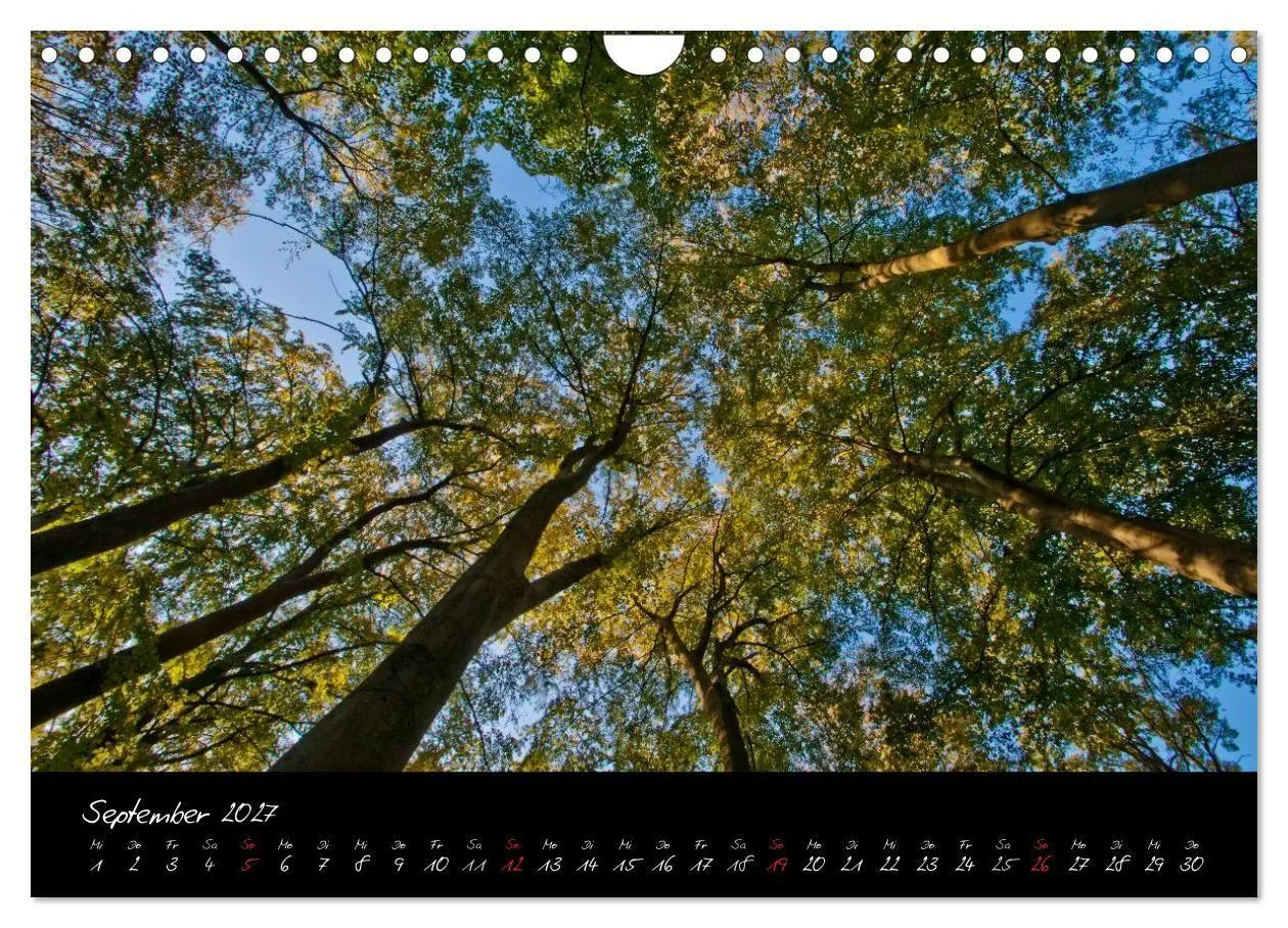 Bild: 9783594209974 | Wald (Wandkalender 2027 DIN A4 quer), CALVENDO Monatskalender | Gruse