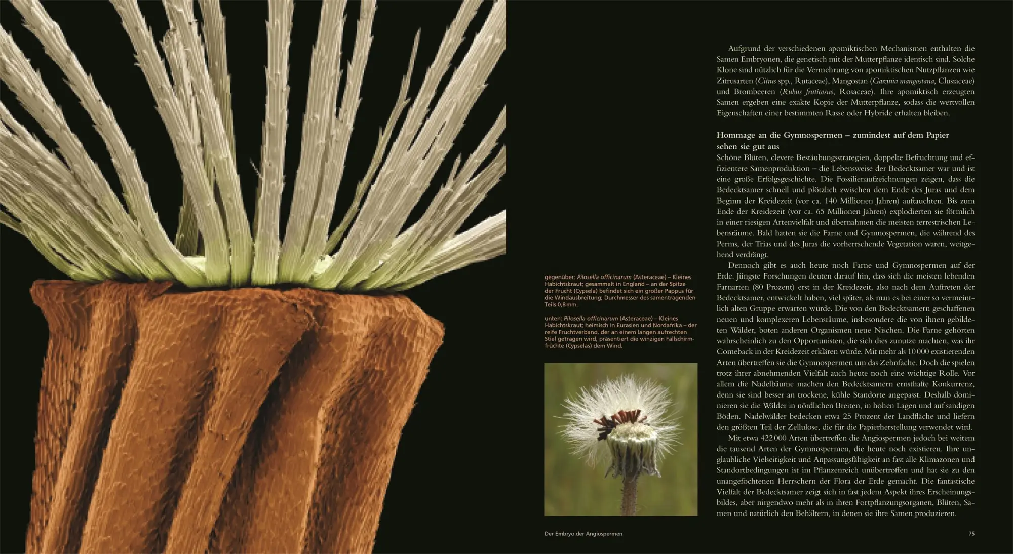 Bild: 9783831049974 | Samen | Wolfgang Stuppy (u. a.) | Buch | 264 S. | Deutsch | 2024