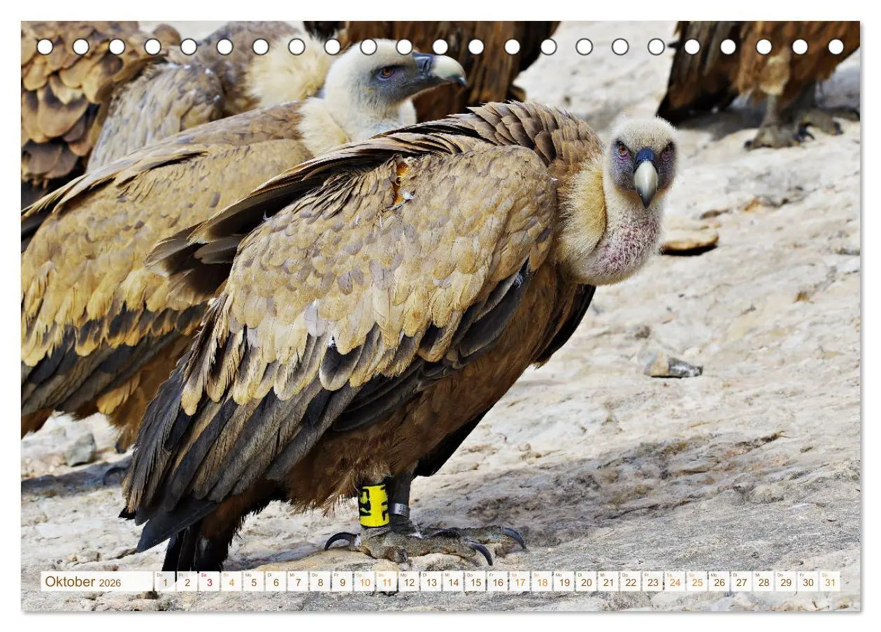 Bild: 9783457490075 | Geier - die Gesundheitspolizei! (Tischkalender 2026 DIN A5 quer),...