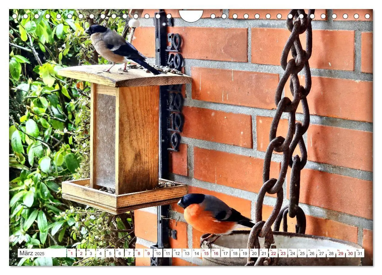 Bild: 9783457160275 | Herr und Frau Gimpel - Stammgäste im Garten (Wandkalender 2025 DIN...