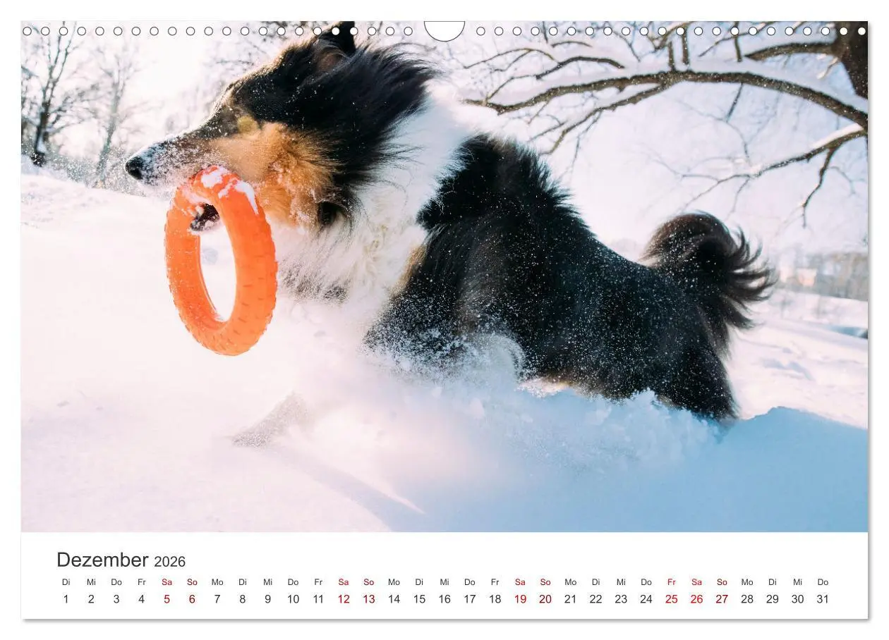 Bild: 9783457540275 | Shelties - Die zuckersüßen Vierbeiner. (Wandkalender 2026 DIN A3...