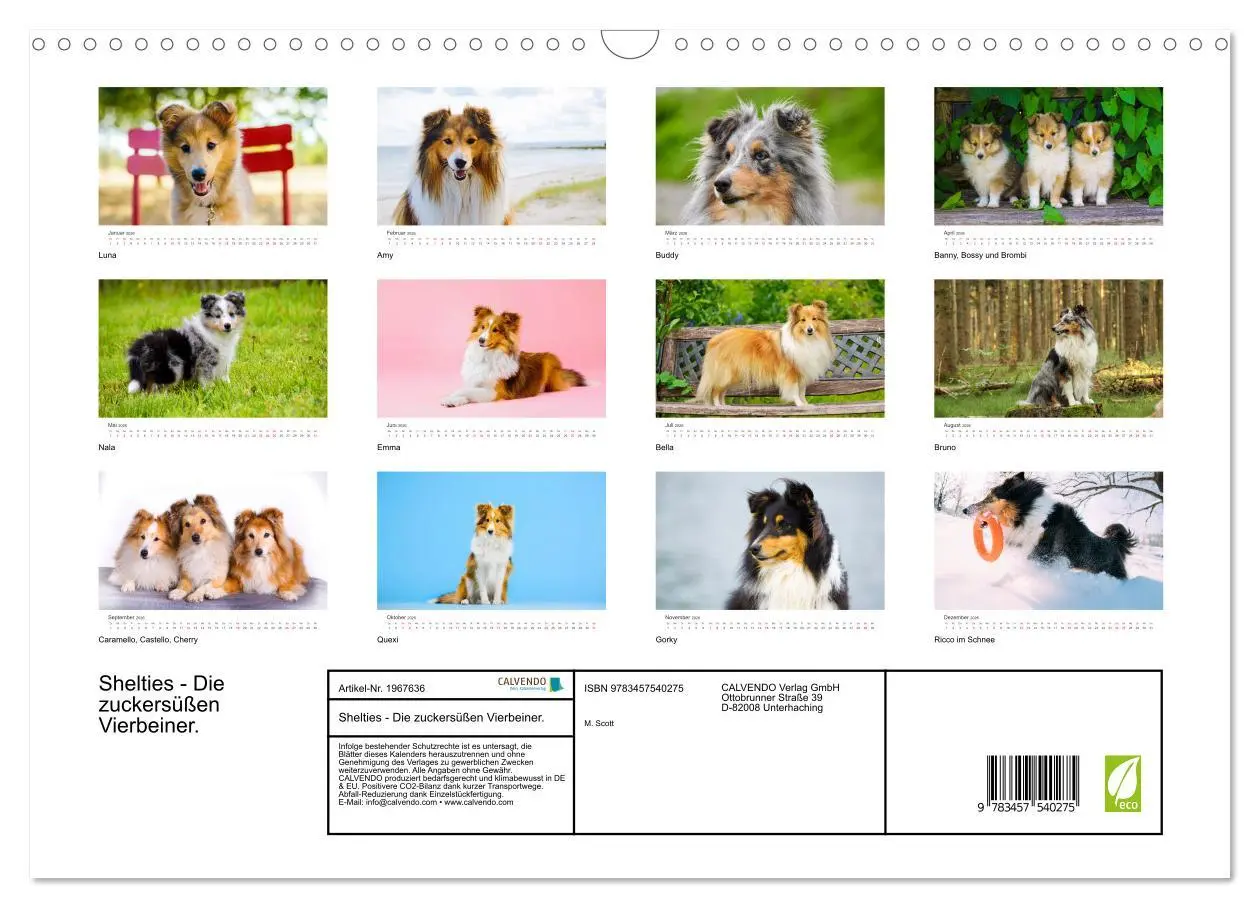 Bild: 9783457540275 | Shelties - Die zuckersüßen Vierbeiner. (Wandkalender 2026 DIN A3...