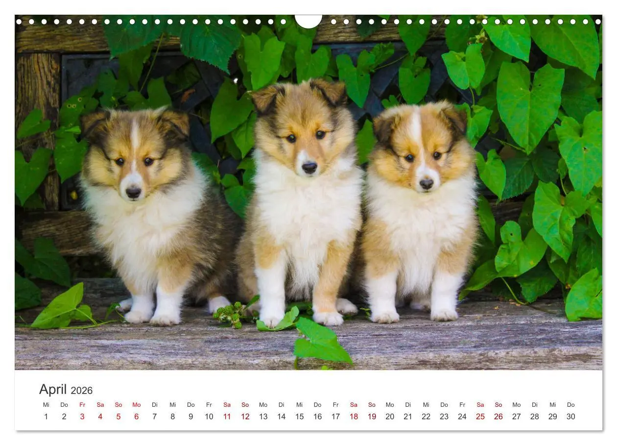 Bild: 9783457540275 | Shelties - Die zuckersüßen Vierbeiner. (Wandkalender 2026 DIN A3...