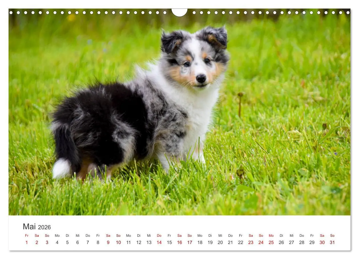 Bild: 9783457540275 | Shelties - Die zuckersüßen Vierbeiner. (Wandkalender 2026 DIN A3...