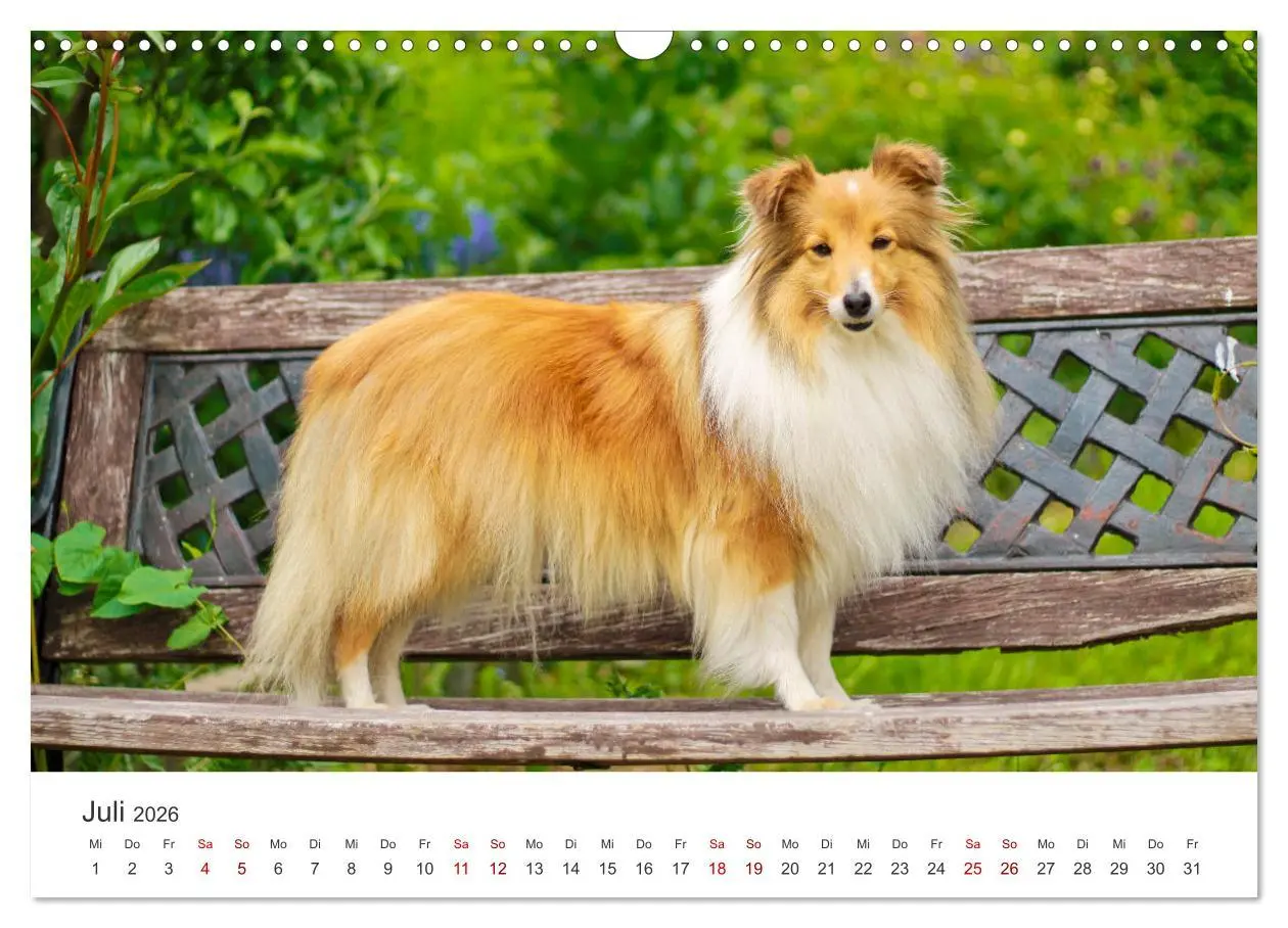 Bild: 9783457540275 | Shelties - Die zuckersüßen Vierbeiner. (Wandkalender 2026 DIN A3...
