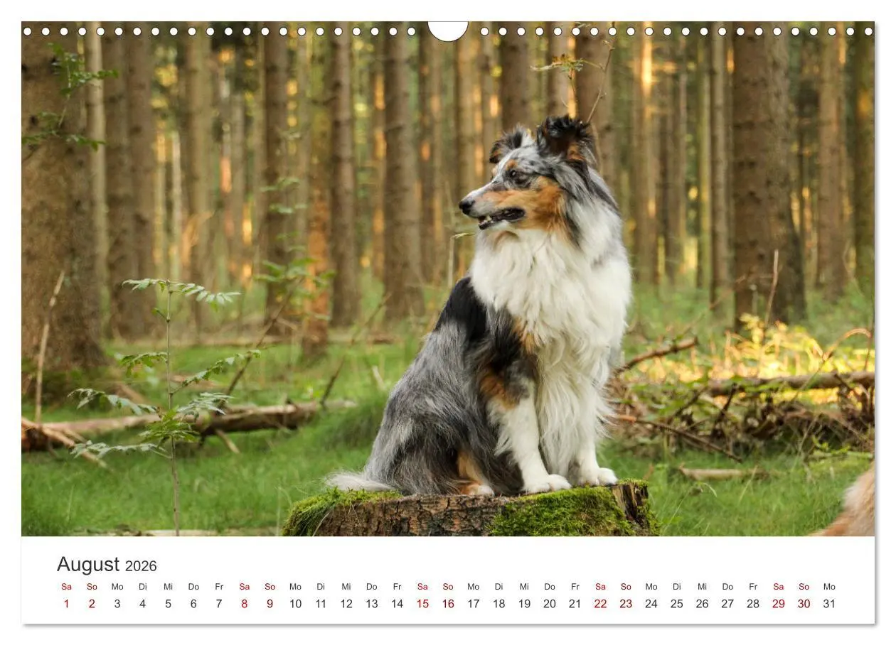 Bild: 9783457540275 | Shelties - Die zuckersüßen Vierbeiner. (Wandkalender 2026 DIN A3...