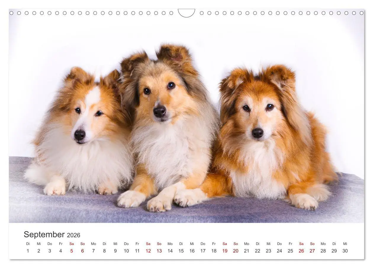 Bild: 9783457540275 | Shelties - Die zuckersüßen Vierbeiner. (Wandkalender 2026 DIN A3...