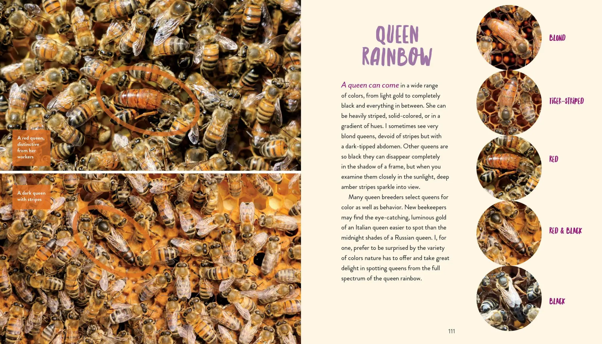 Bild: 9781635860375 | Queenspotting | Hilary Kearney | Buch | Gebunden | Englisch | 2019