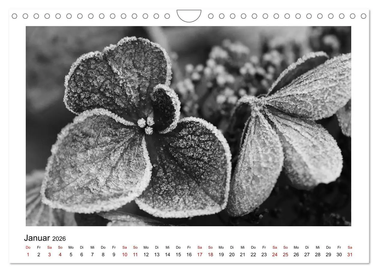 Bild: 9783457900475 | Die grafische Schönheit der Pflanzen - Schwarz-Weiß (Wandkalender...