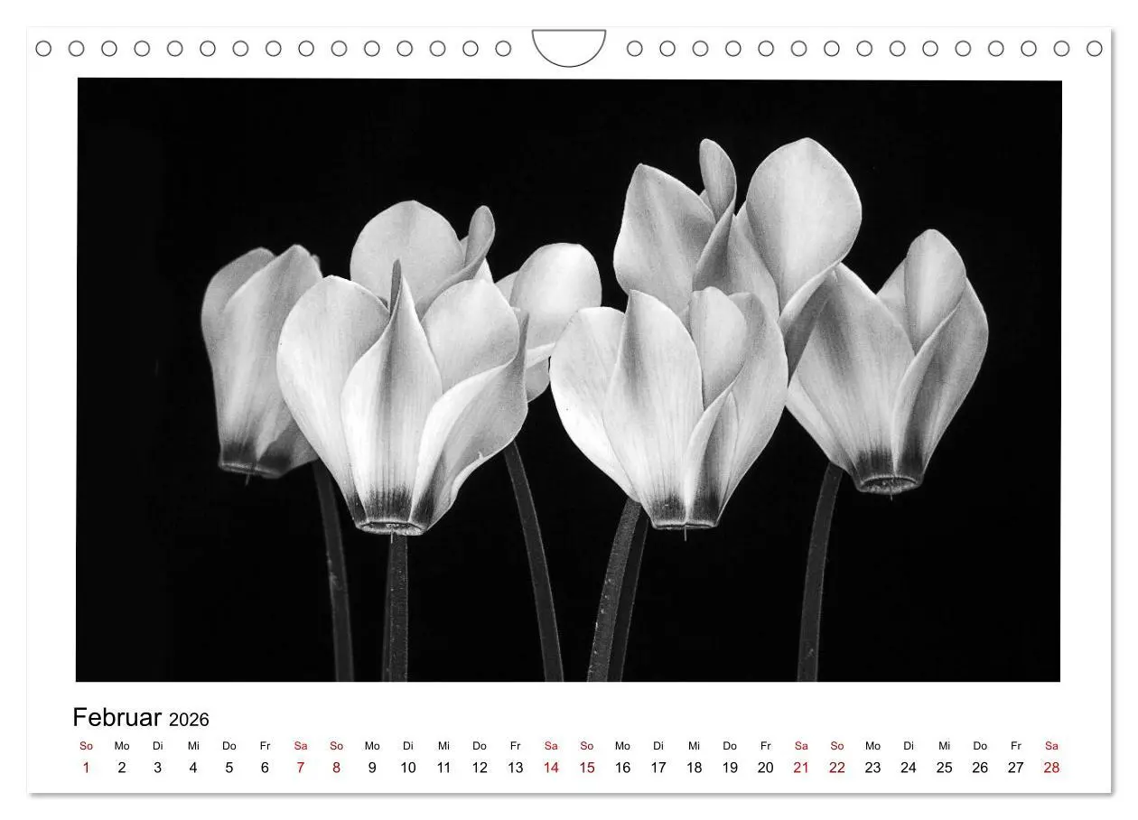 Bild: 9783457900475 | Die grafische Schönheit der Pflanzen - Schwarz-Weiß (Wandkalender...