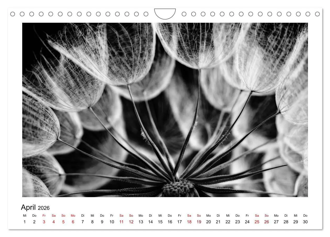 Bild: 9783457900475 | Die grafische Schönheit der Pflanzen - Schwarz-Weiß (Wandkalender...