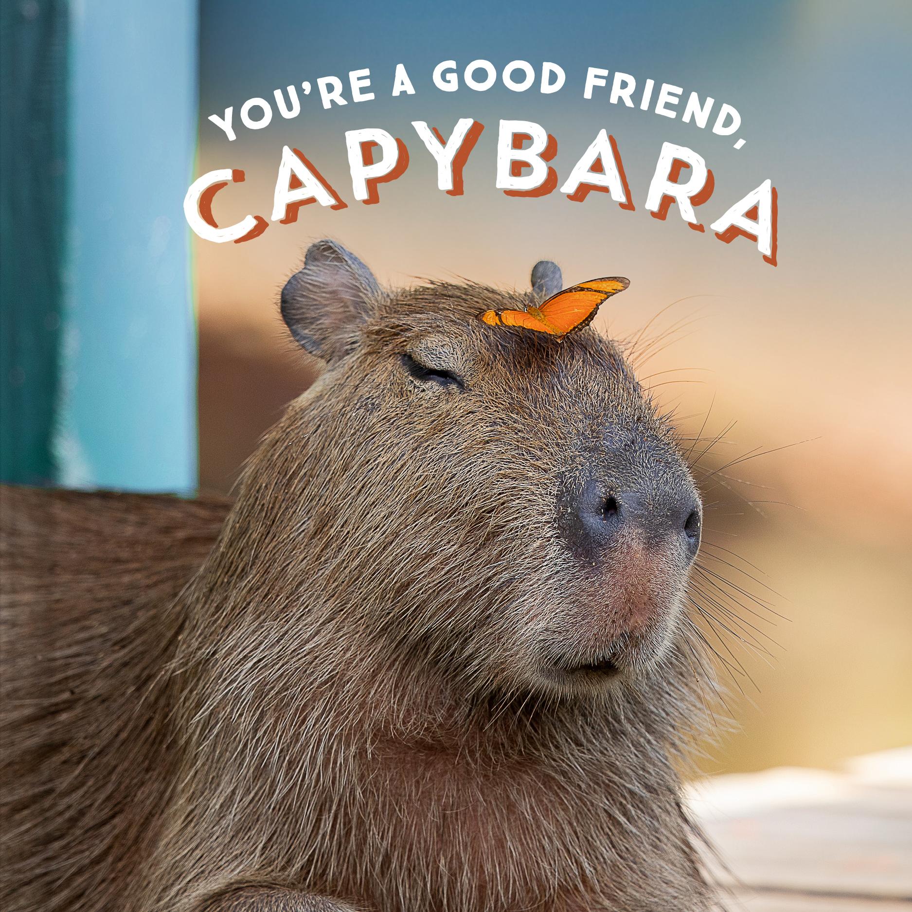 Cover: 9781797210575 | You're a Good Friend, Capybara | Chronicle Books | Buch | Gebunden