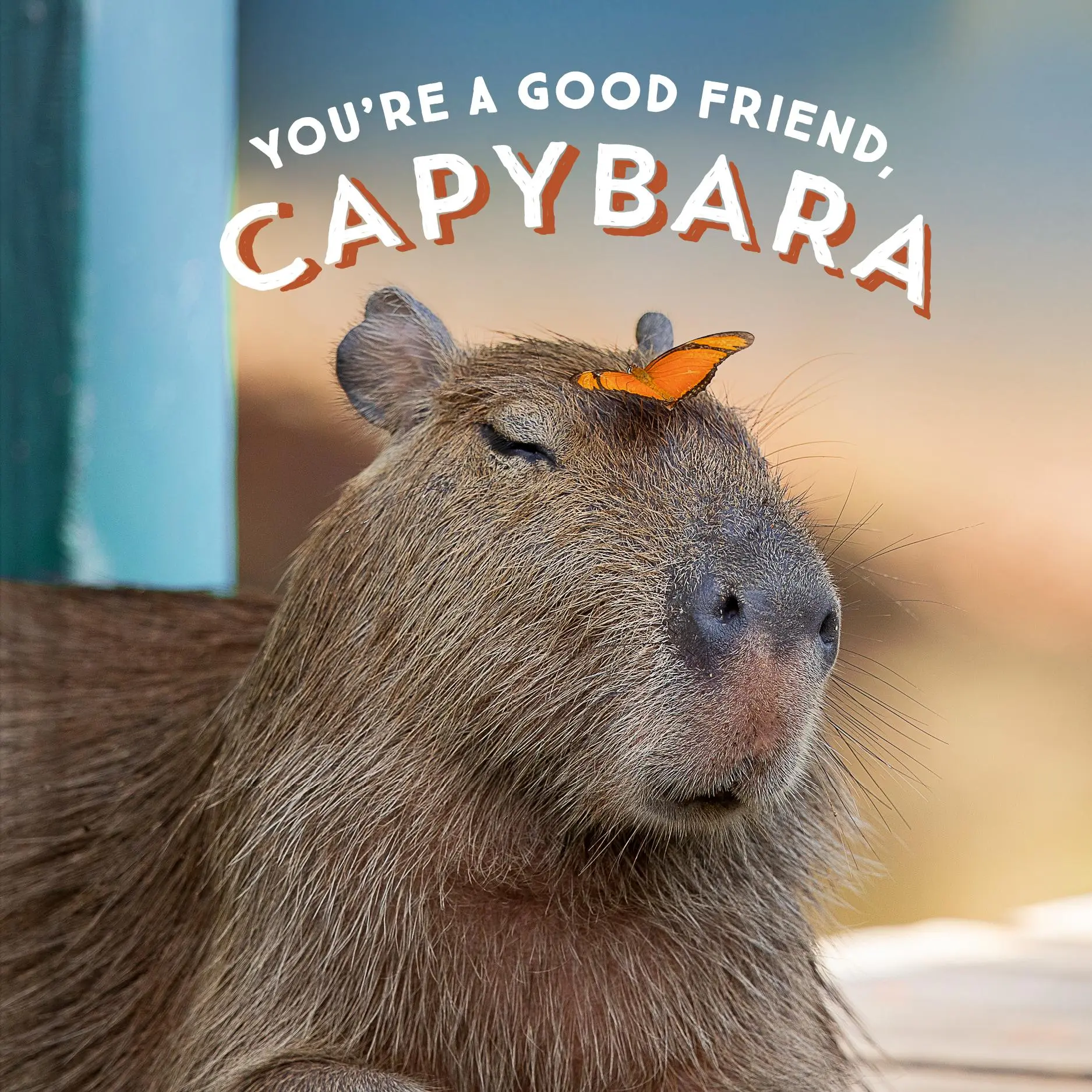 Cover: 9781797210575 | You're a Good Friend, Capybara | Chronicle Books | Buch | Gebunden