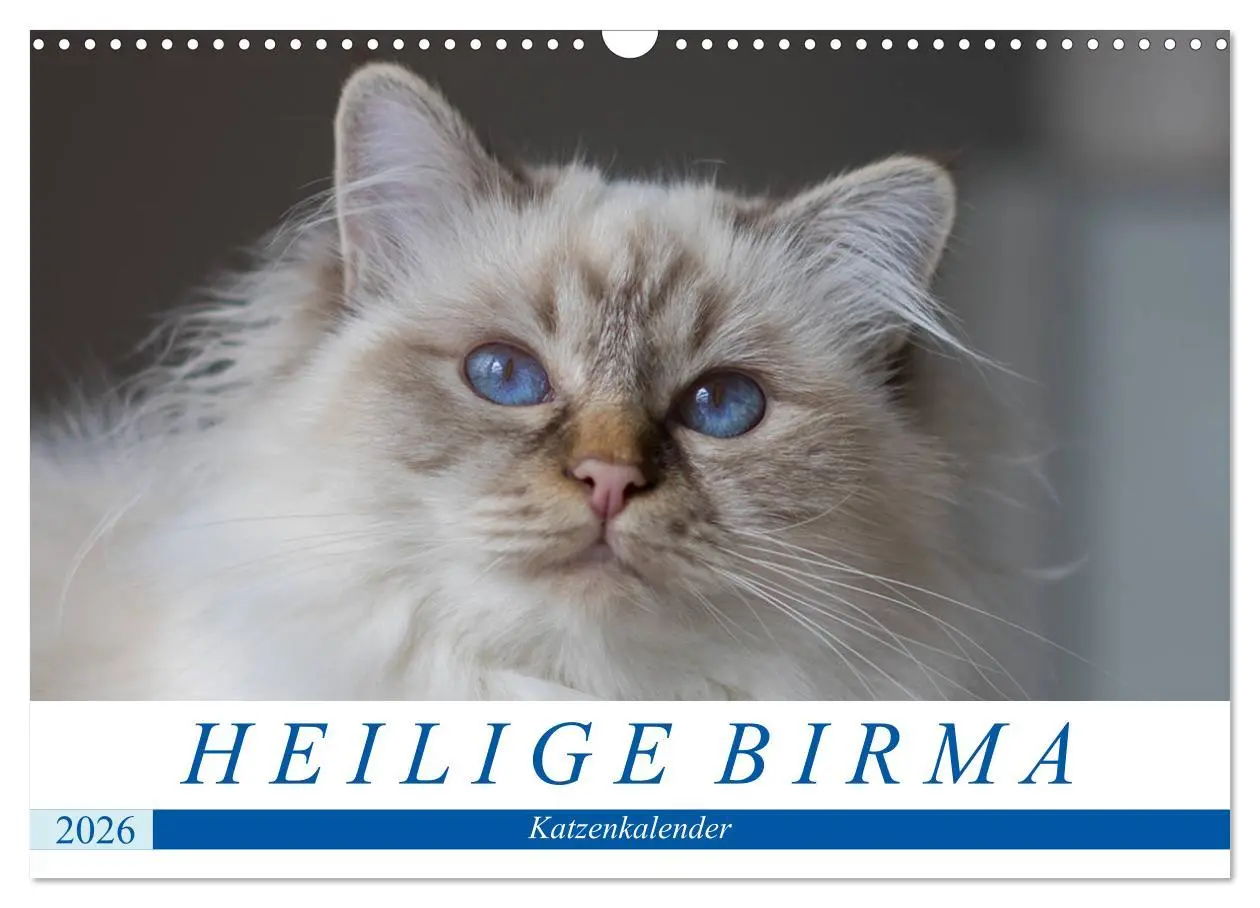 Cover: 9783516150575 | Heilige Birma Katzenkalender (Wandkalender 2026 DIN A3 quer),...