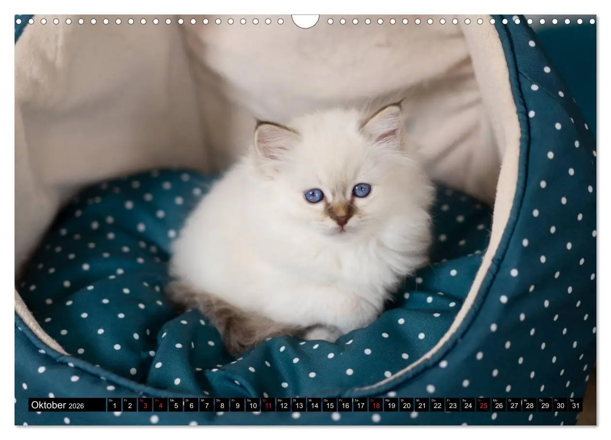 Bild: 9783516150575 | Heilige Birma Katzenkalender (Wandkalender 2026 DIN A3 quer),...