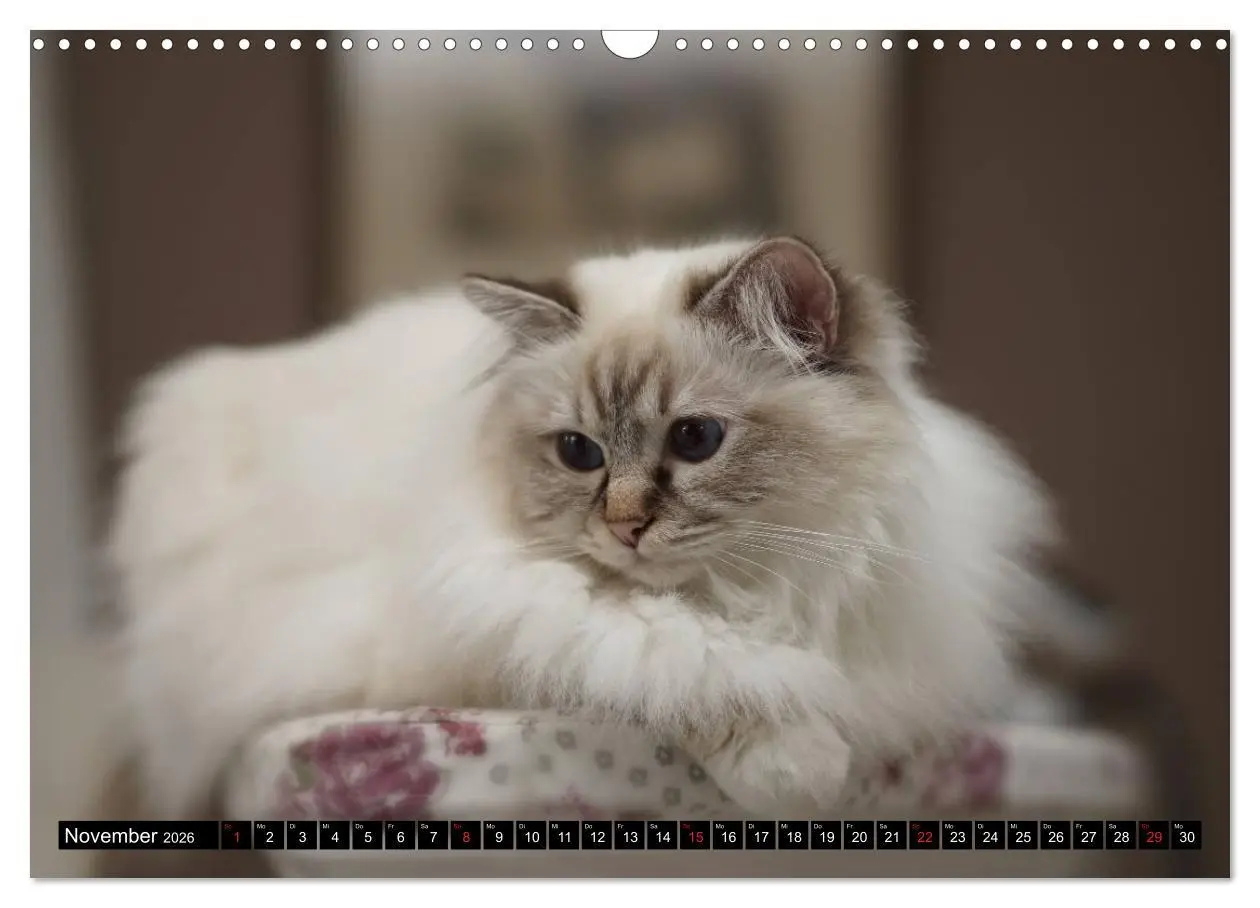 Bild: 9783516150575 | Heilige Birma Katzenkalender (Wandkalender 2026 DIN A3 quer),...