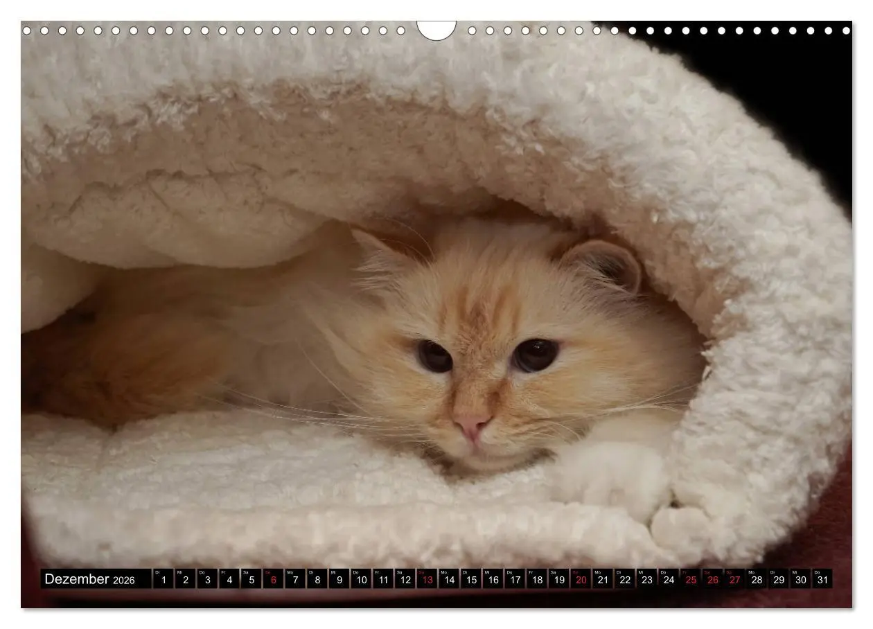 Bild: 9783516150575 | Heilige Birma Katzenkalender (Wandkalender 2026 DIN A3 quer),...