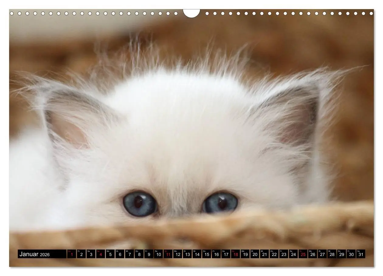 Bild: 9783516150575 | Heilige Birma Katzenkalender (Wandkalender 2026 DIN A3 quer),...