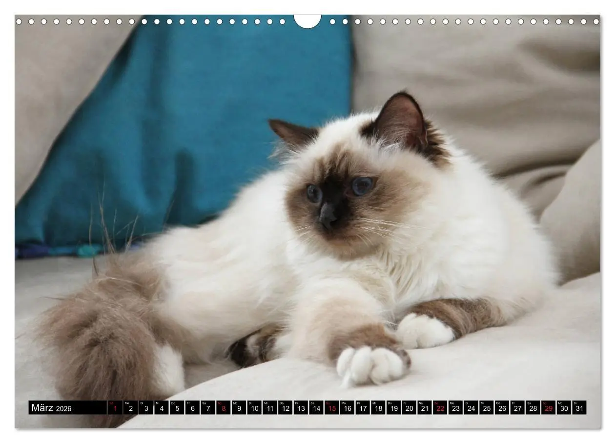 Bild: 9783516150575 | Heilige Birma Katzenkalender (Wandkalender 2026 DIN A3 quer),...