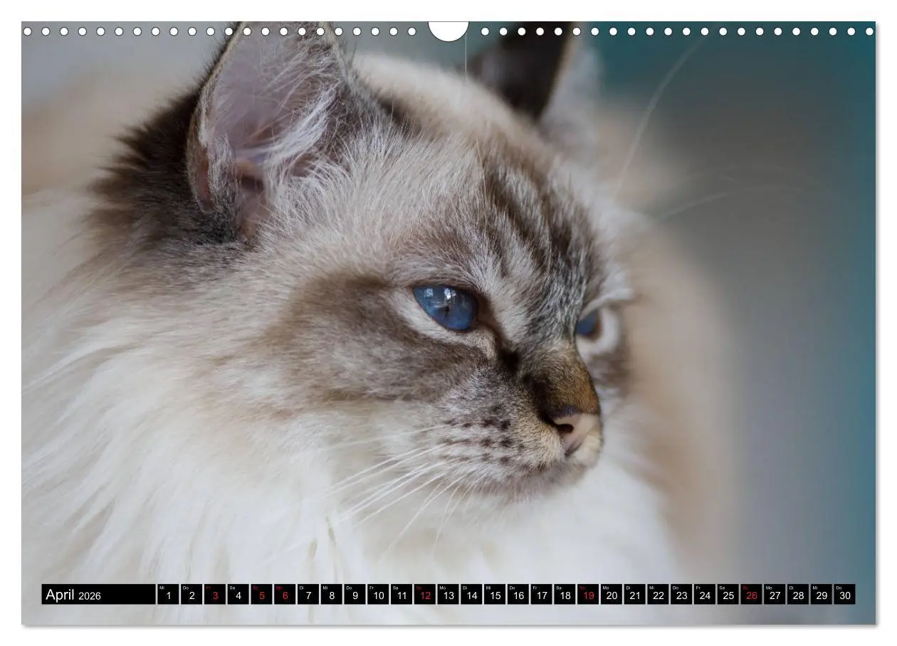 Bild: 9783516150575 | Heilige Birma Katzenkalender (Wandkalender 2026 DIN A3 quer),...
