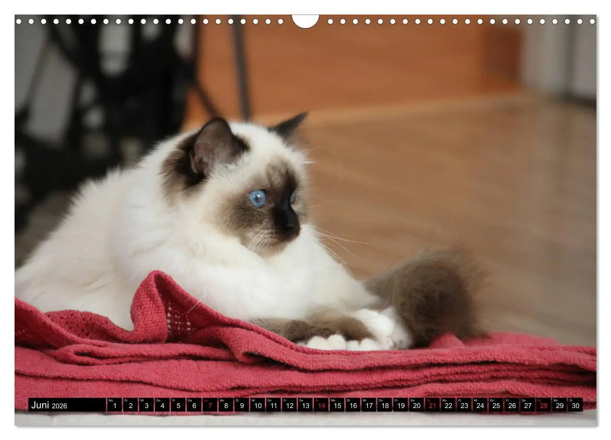Bild: 9783516150575 | Heilige Birma Katzenkalender (Wandkalender 2026 DIN A3 quer),...