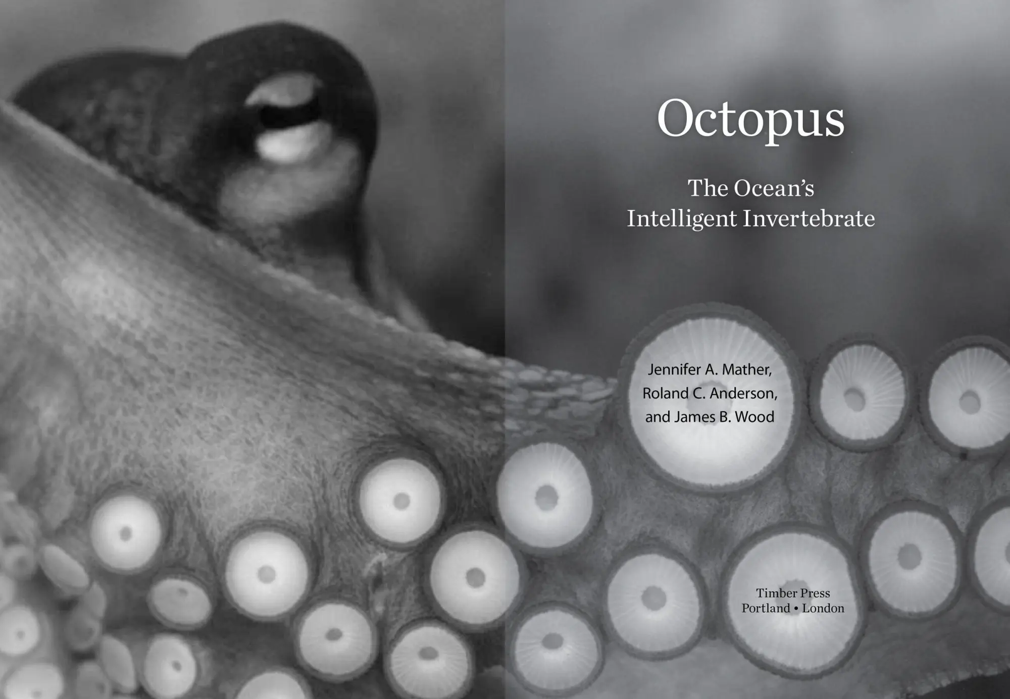 Bild: 9781604690675 | Octopus | The Ocean's Intelligent Invertebrate | Mather (u. a.) | Buch