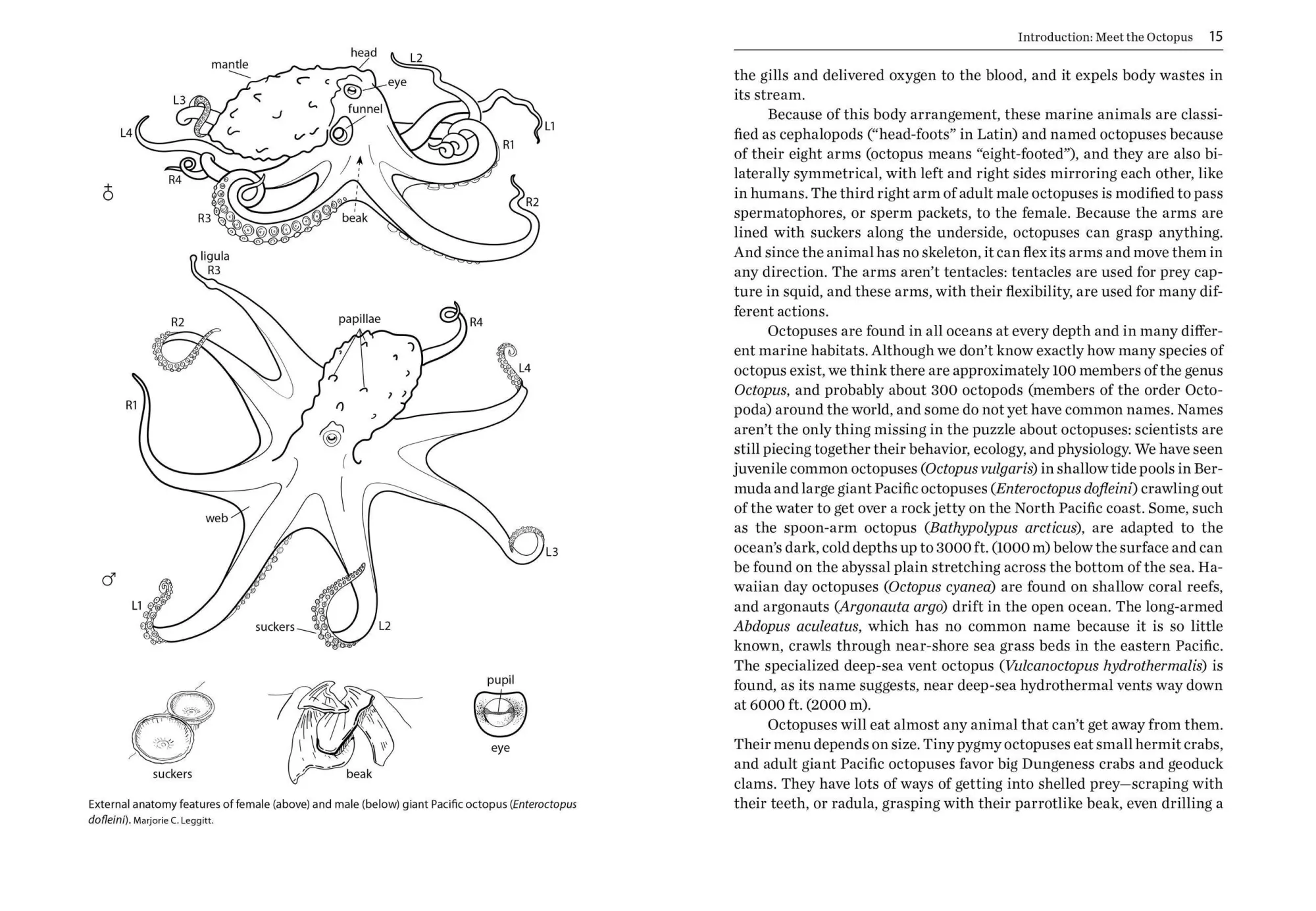 Bild: 9781604690675 | Octopus | The Ocean's Intelligent Invertebrate | Mather (u. a.) | Buch