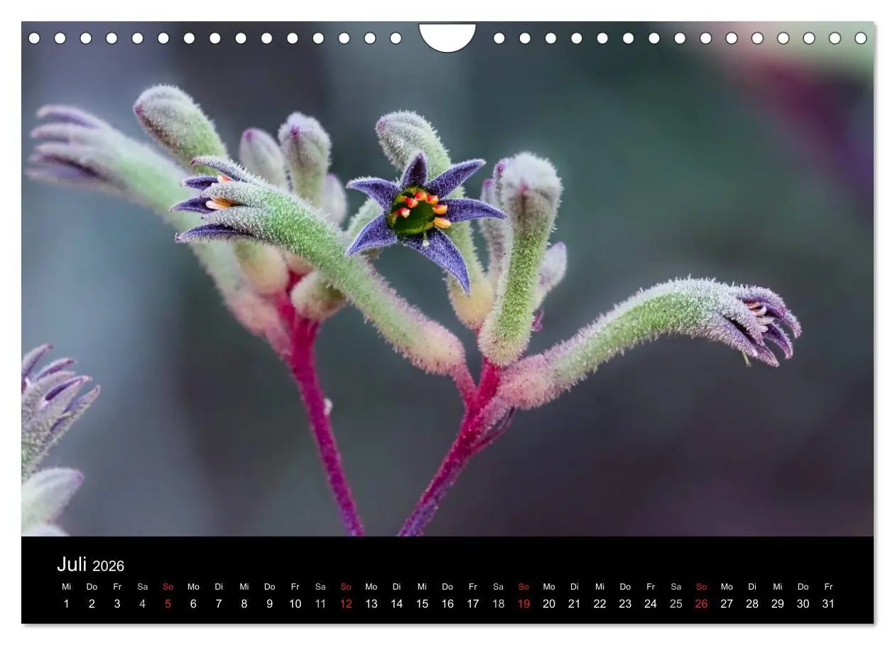 Bild: 9783516070675 | Australien 2026 Natur und Kultur (Wandkalender 2026 DIN A4 quer),...