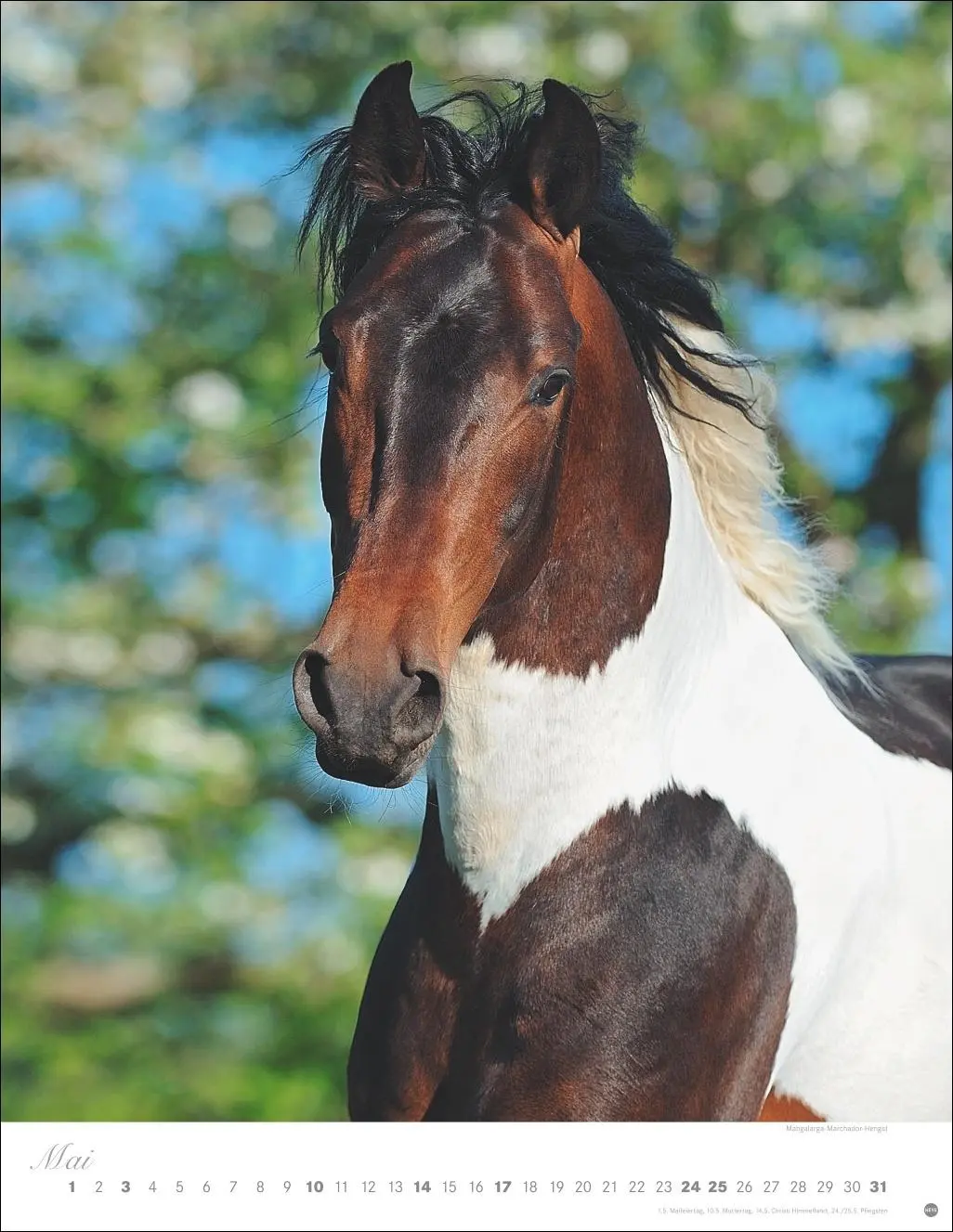 Bild: 9783756410675 | Pferde Classics Posterkalender 2026 | Sabine Stuewer | Kalender | 2026