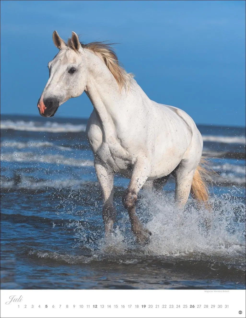 Bild: 9783756410675 | Pferde Classics Posterkalender 2026 | Sabine Stuewer | Kalender | 2026