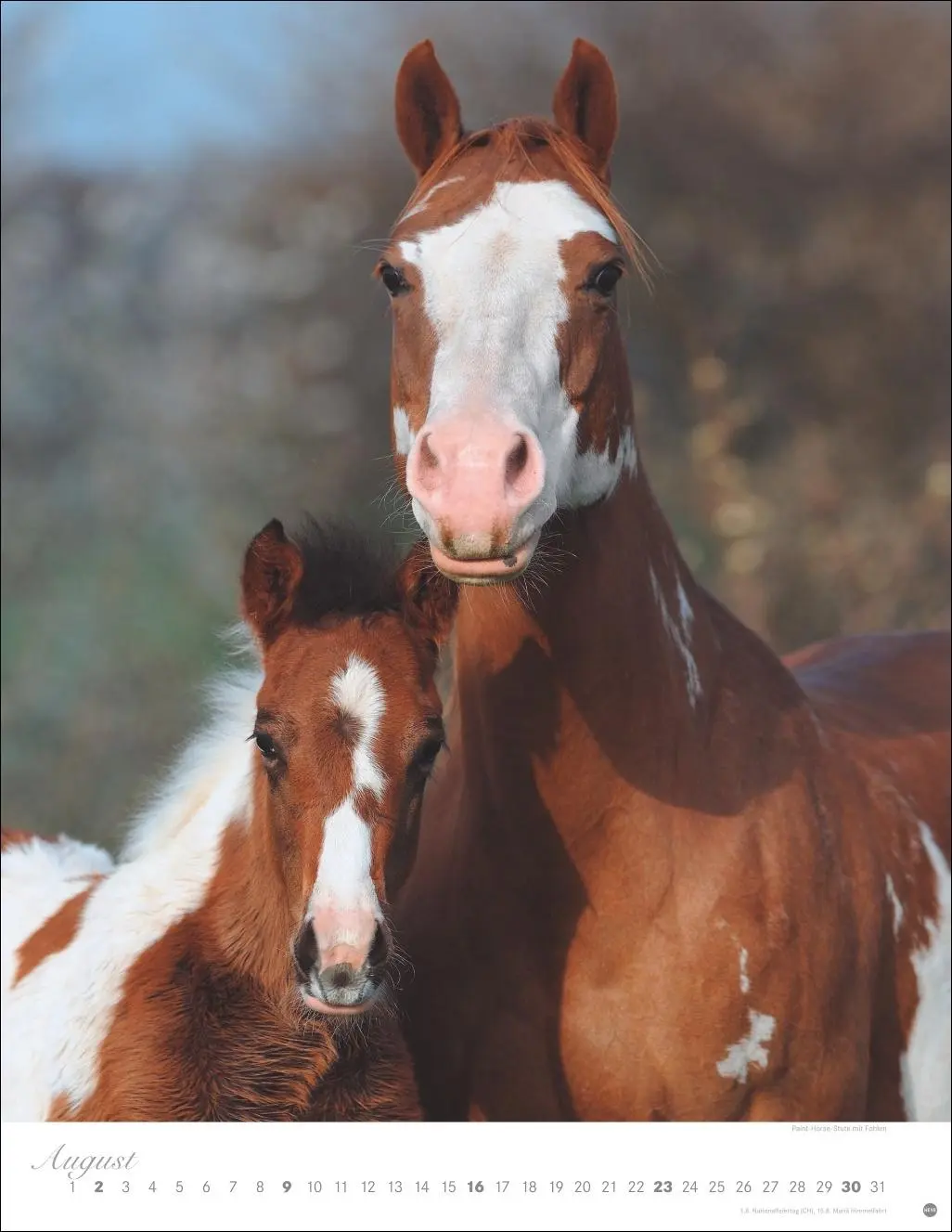 Bild: 9783756410675 | Pferde Classics Posterkalender 2026 | Sabine Stuewer | Kalender | 2026
