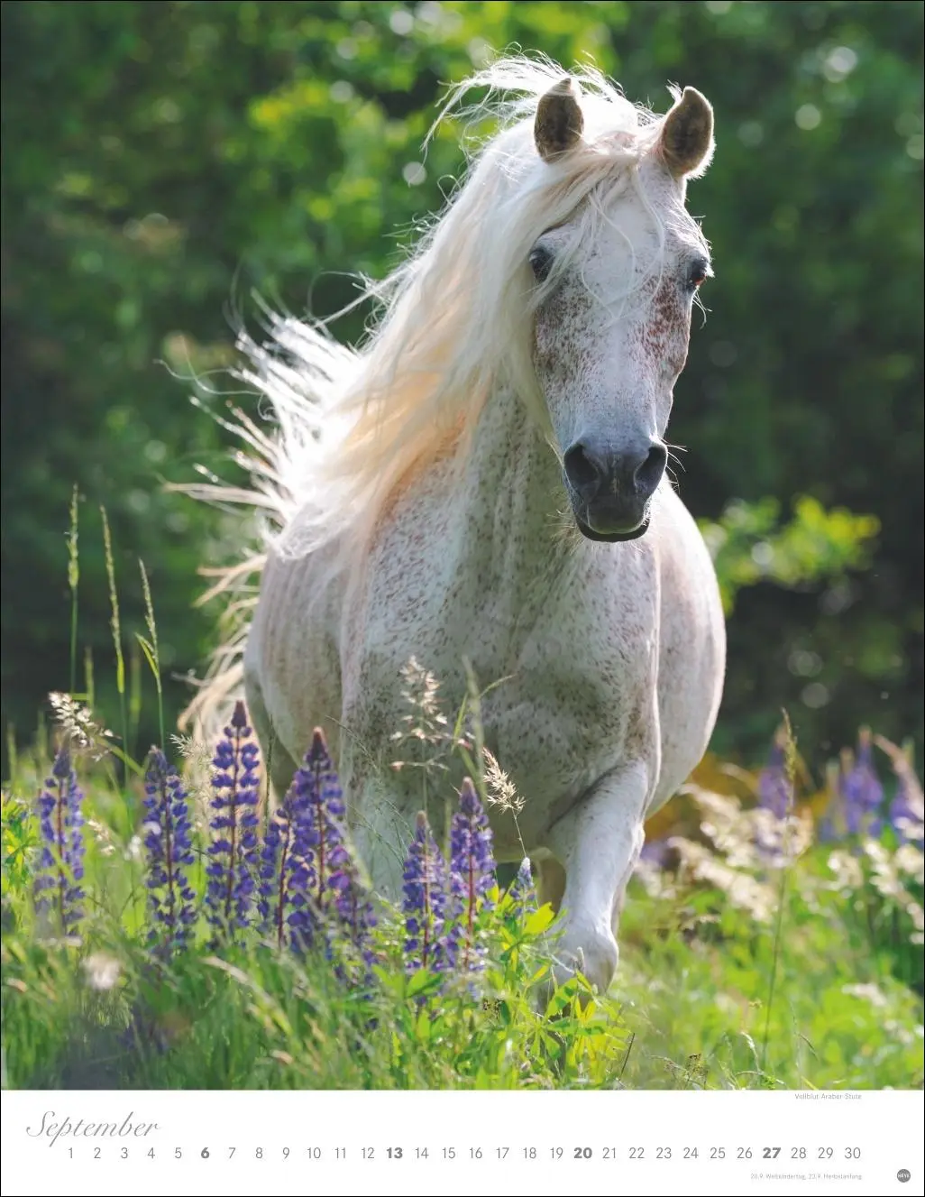 Bild: 9783756410675 | Pferde Classics Posterkalender 2026 | Sabine Stuewer | Kalender | 2026