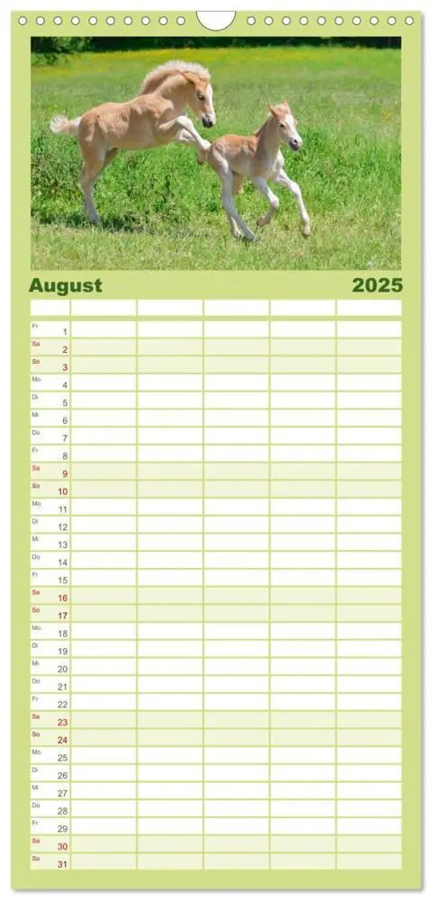 Bild: 9783457110775 | Familienplaner 2025 - Haflinger Fohlen mit 5 Spalten (Wandkalender,...