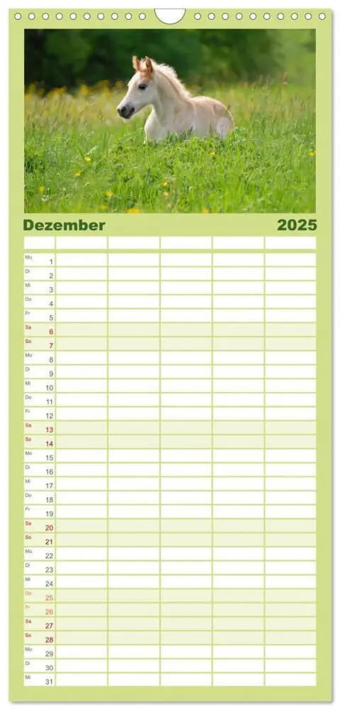 Bild: 9783457110775 | Familienplaner 2025 - Haflinger Fohlen mit 5 Spalten (Wandkalender,...