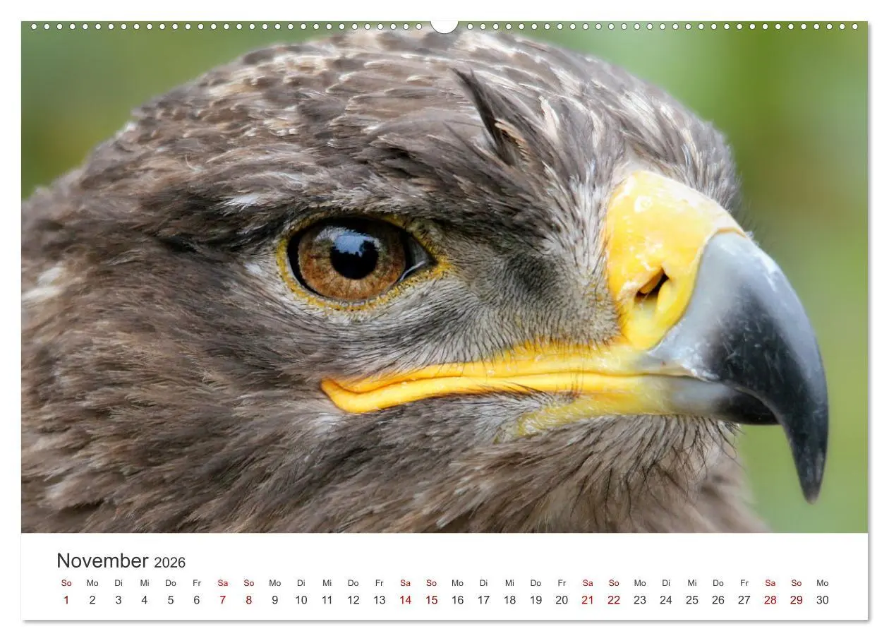 Bild: 9783457800775 | GREIFVOGEL- UND EULENPORTRÄTS (Wandkalender 2026 DIN A2 quer),...