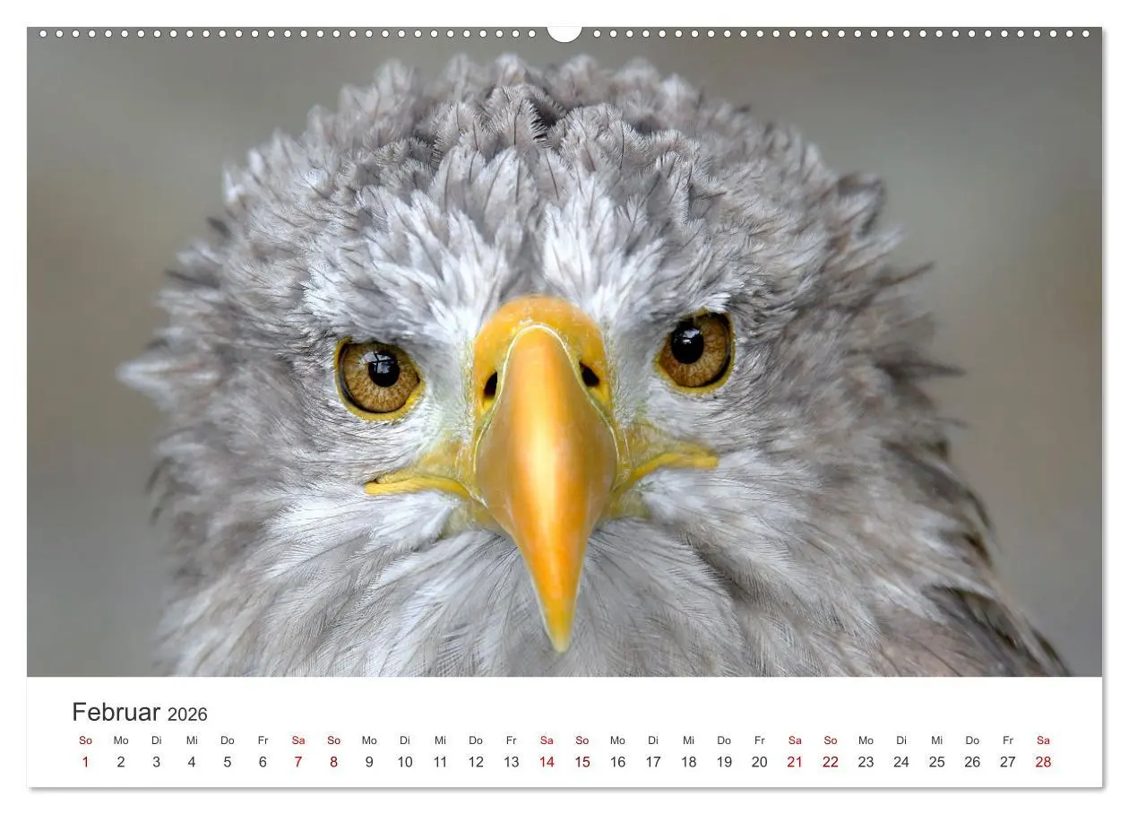 Bild: 9783457800775 | GREIFVOGEL- UND EULENPORTRÄTS (Wandkalender 2026 DIN A2 quer),...